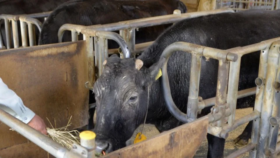 World's 1st cloned cow dies in central Japan at 21