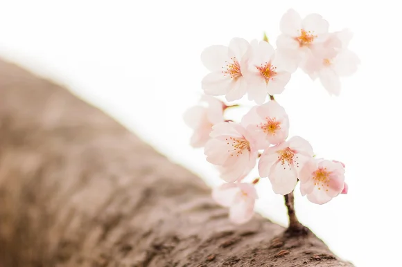 Sakura season officially starts in Tokyo as cherry blossoms begin blooming in the capital