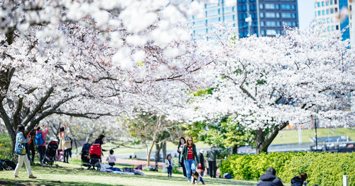 No Tokyo cherry blossom parties? Government asks citizens to refrain from outdoor hanami parties