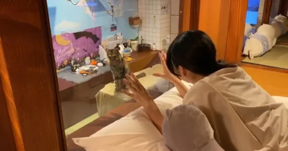 New cat hotel in Japan lets you watch kitties right outside your window for entire stay【Pics】