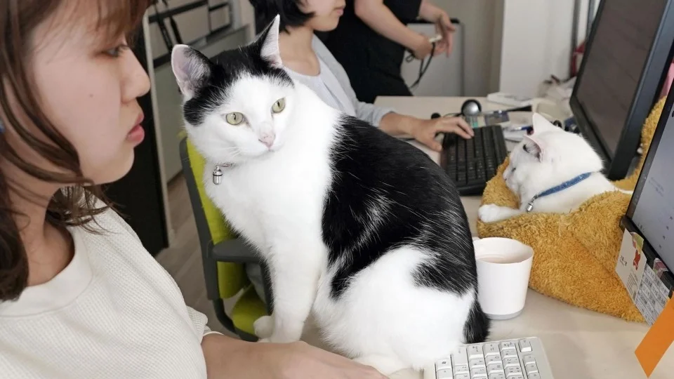Pet-friendly companies enjoying unexpected benefits
