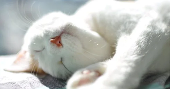 Japan’s 25 most popular cat names