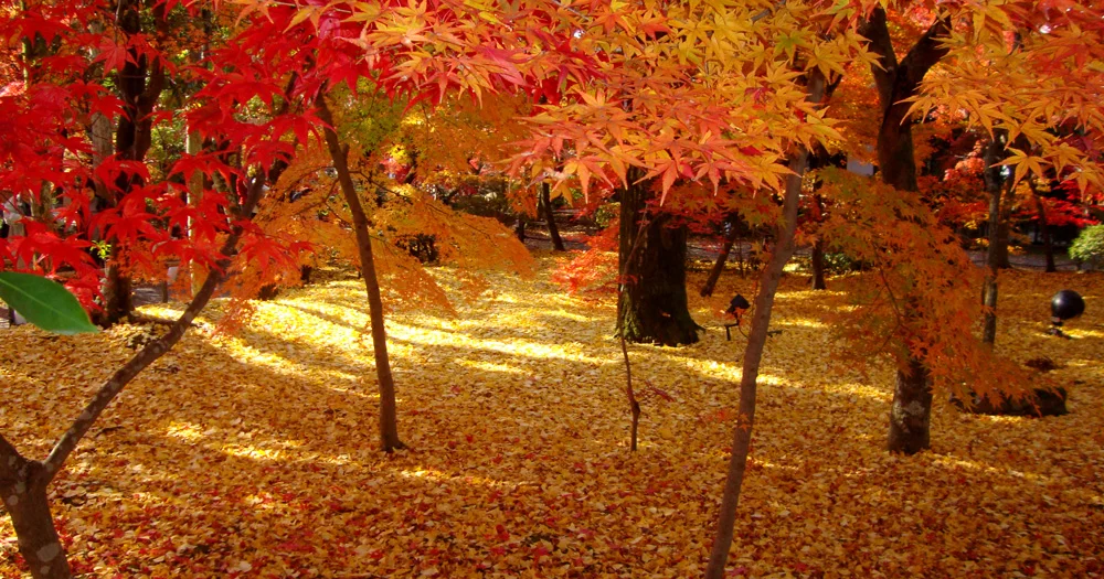 The 10 most beautiful places to see the autumn leaves in Japan, as chosen by travelers