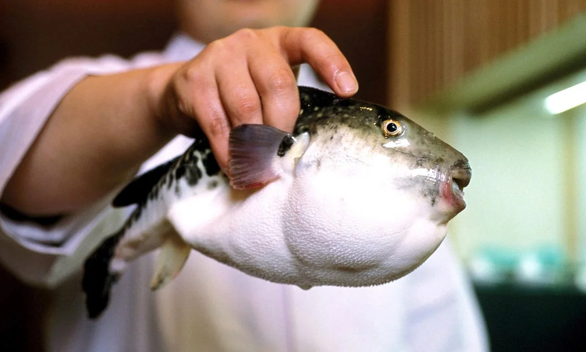 Japan: hunt for deadly fugu fish sold in error by supermarket