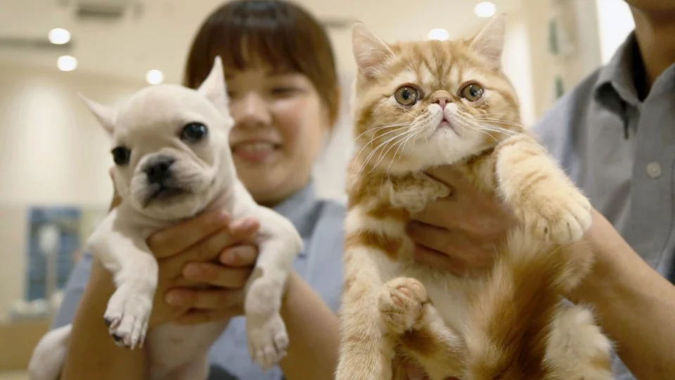 Pet owners in Japan spend 300,000 yen for dog, 160,000 yen for cat a year
