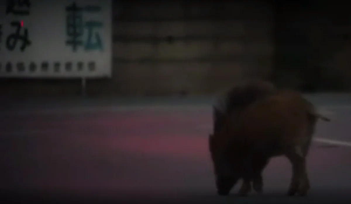 Fukushima: Wild boars take over Japan's evacuated towns