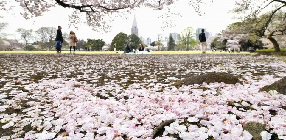Tokyo's Shinjuku Gyoen national park to sell tickets online