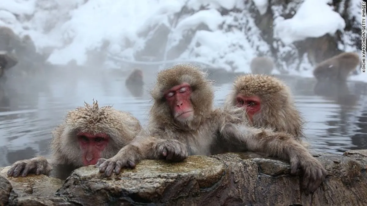 Japan's snow monkeys de-stress in hot springs