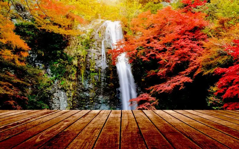 The Best Spots to See Autumn Leaves in Kansai