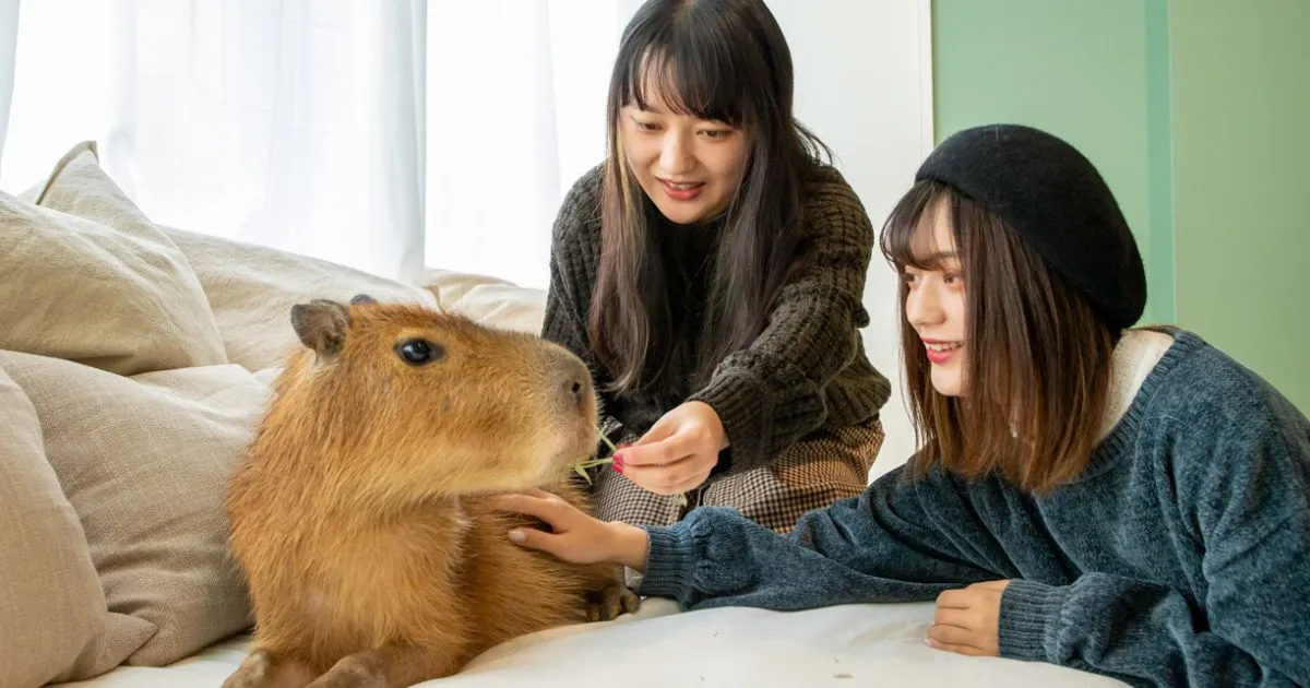 Japan's first-ever capybara cat cafe opens in Tokyo