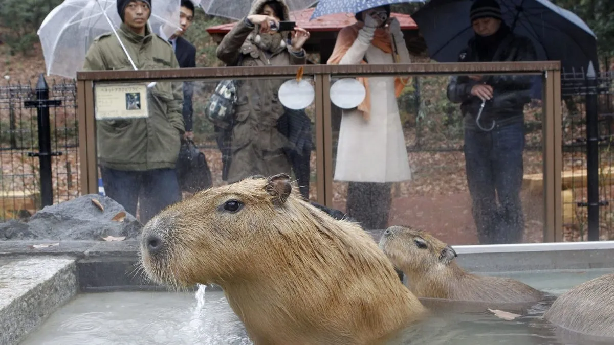How the capybara, the world’s largest rodent became a superstar in Japan