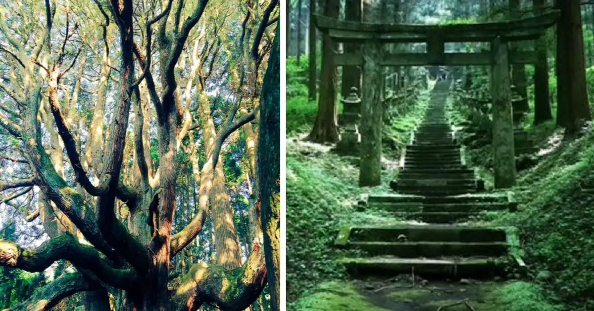 This "power spot" in Kumamoto, Japan looks straight out of a Ghibli movie, is pure magic 【Photos】