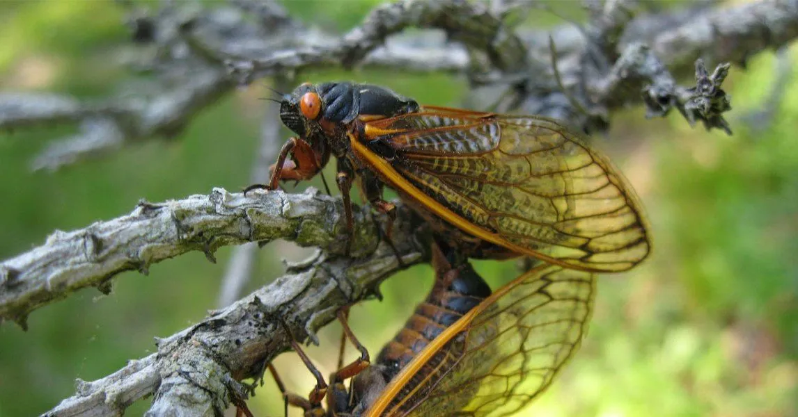 Cicadas Primed for Defense